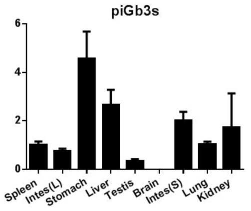 다양한 돼지 조직에서 iGb3s mRNA 발현 분석