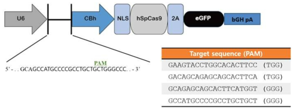 Cas9-GFP-iGb3s 벡터 구조 모식도