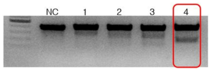 T7 endonuclease I을 이용한 Cas9-eGFP-iGB3s 체외 단절(In vitro cleavage) 분석