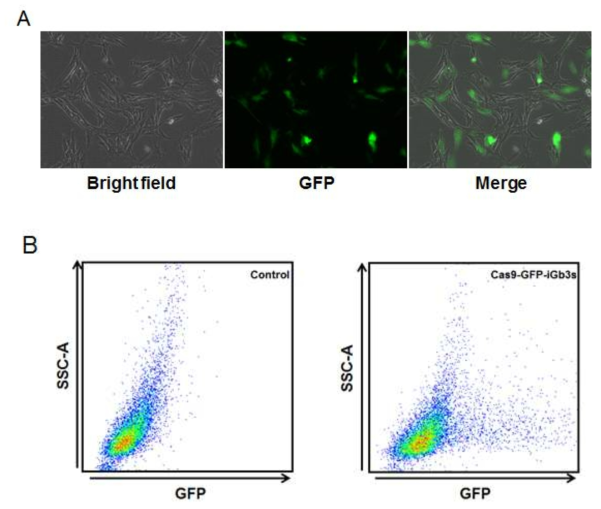 FACs를 활용한 Cas9-GFP-iGb3s 반응 세포 선별