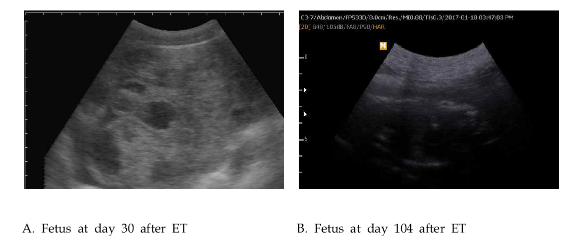 초음파를 이용한 GT-MCP/-MCP + iGb3s-/- 복제 태아의 발달 관찰