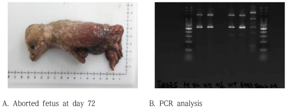 GT-MCP/-MCP + iGb3s-/- 미이라 태아의 유전자 적중 분석