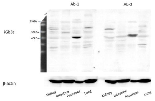 다양한 돼지 장기에서의 iGb3s 단백질 발현 분석