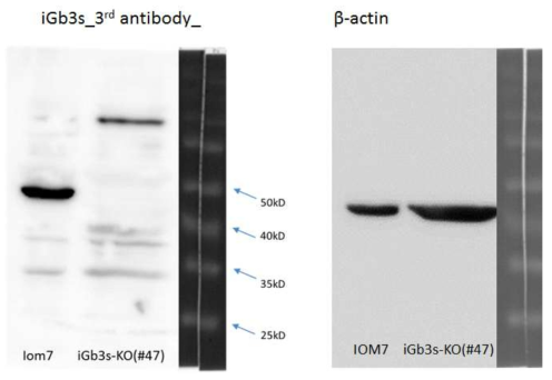 돼지 iGb3s 넉아웃 세포에서의 iGb3s 단백질 발현 분석