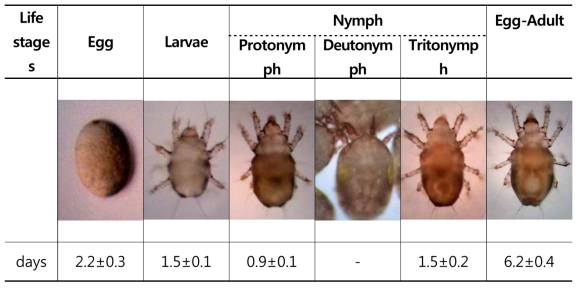 Sancassania sp.의 초기생활사