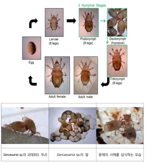 Sancassania sp.의 생활사