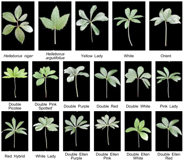 수집 헬레보러스 수집 품종(종) 잎의 형태적 특성