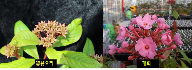 루클레아 개화 및 품종별 열매