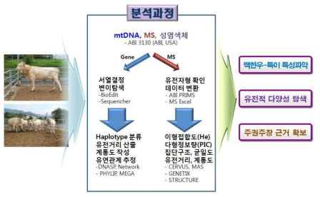 백한우 성염색체 및 Y 염색체 유전자 및 초위성체 마커 분석 과정