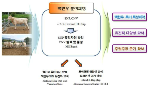 백한우 전장 유전체 SNP 마커 분석 과정