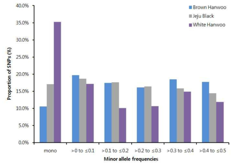 각 품종별 Minor allele frequency (MAF)의 평균 분포