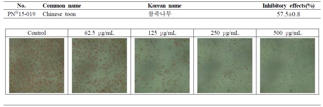 Inhibitory effects of Toona sinensis extracts on the lipid accumulation in 3T3-L1 cells. The cells were incubated during differentiation with two(high and low) concentration of Toona sinensis extracts, and lipid accumulation levels were determined by Oil Red O stain. The values were calculated as a percentage of absorbance of Control. Each value was expressed as the mean±SE of at least two independent experiments