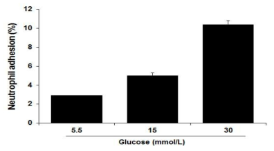 고농도포도당에 의한 혈관내피 세포의 중성구 부착 평가