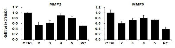 혈관평활근세포 내 MMP 발현 변화 확인 2.참죽나무 3.고사리 4.샐러리 5.딸기