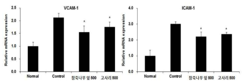 마우스 혈관 조직 내 혈관부착분자 발현 평가