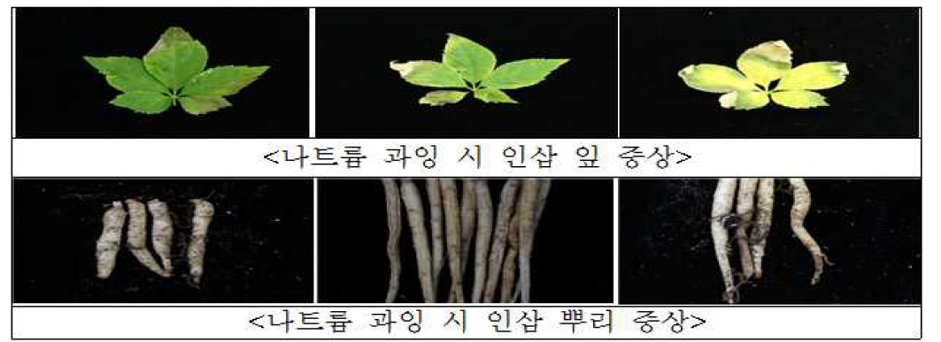 나트륨 과잉 시 지상부 및 지하부 생리장해 증상(상토 실험구)