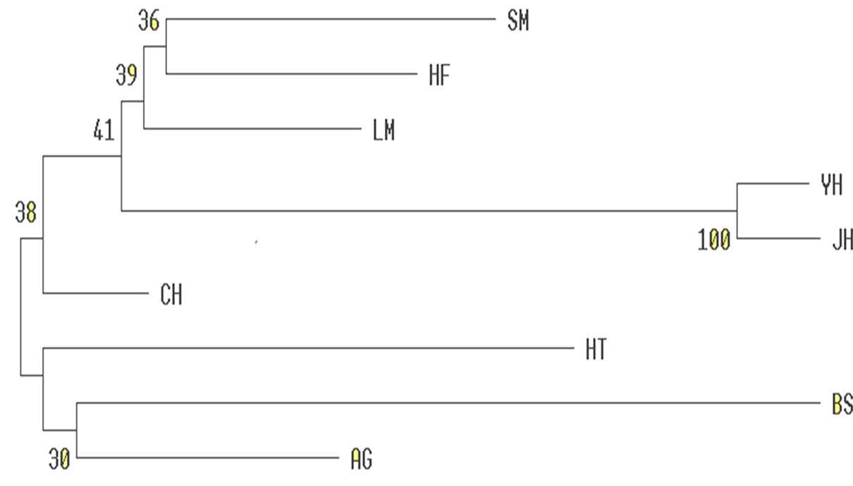 UPGMA Phylogenetic trees showing the genetic relationships among 9 cattle breeds based on DA genetic distance. The numbers indicate bootstrap values in percentage after 1,000 resampling. YH: Yeongam Hanwoo, JH: Jangheung Hanwoo, BS: Brown Swiss, LM: Limousin, AG: Angus, SM: Simmental, HF: Hereford, CH: Charolais, HT: Holstein