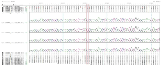 직접염기서열결정을 통한 소 품종간 mtDNA 내 SNP 검출 결과