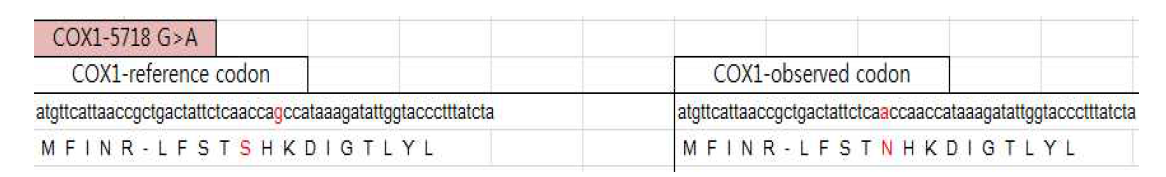 mtDNA의 ND1 과 COXⅠ 유전자 영역 내 염기서열변이에 의한 아미노산 치환 유무 확인