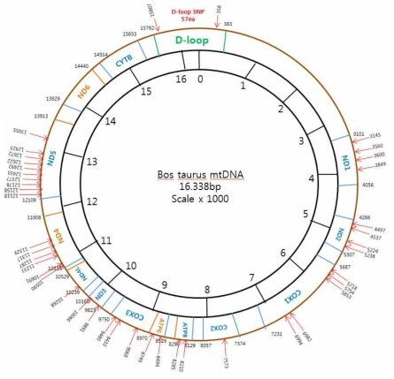 소 미토콘드리아 DNA 구조 및 유전자 방향 (13개 코딩 유전자 존재)