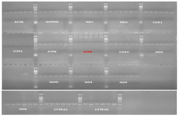 한우 12두 등심 조직 cDNA를 합성 후 Real-time PCR 실행