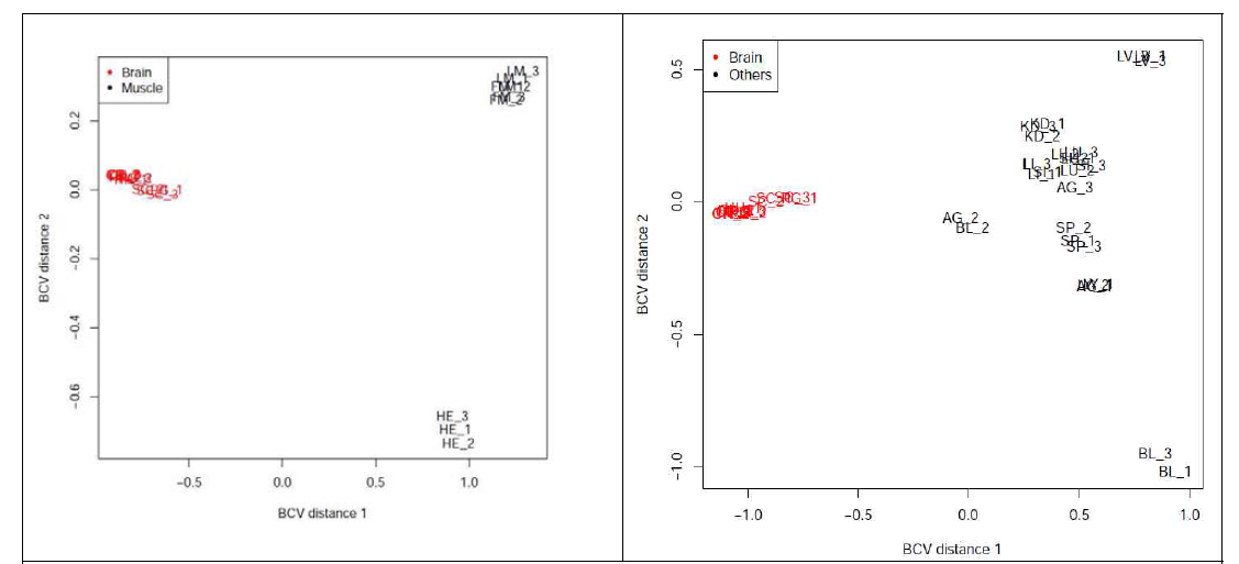 MDS plots of gene expression of brain, muscle and other tissues