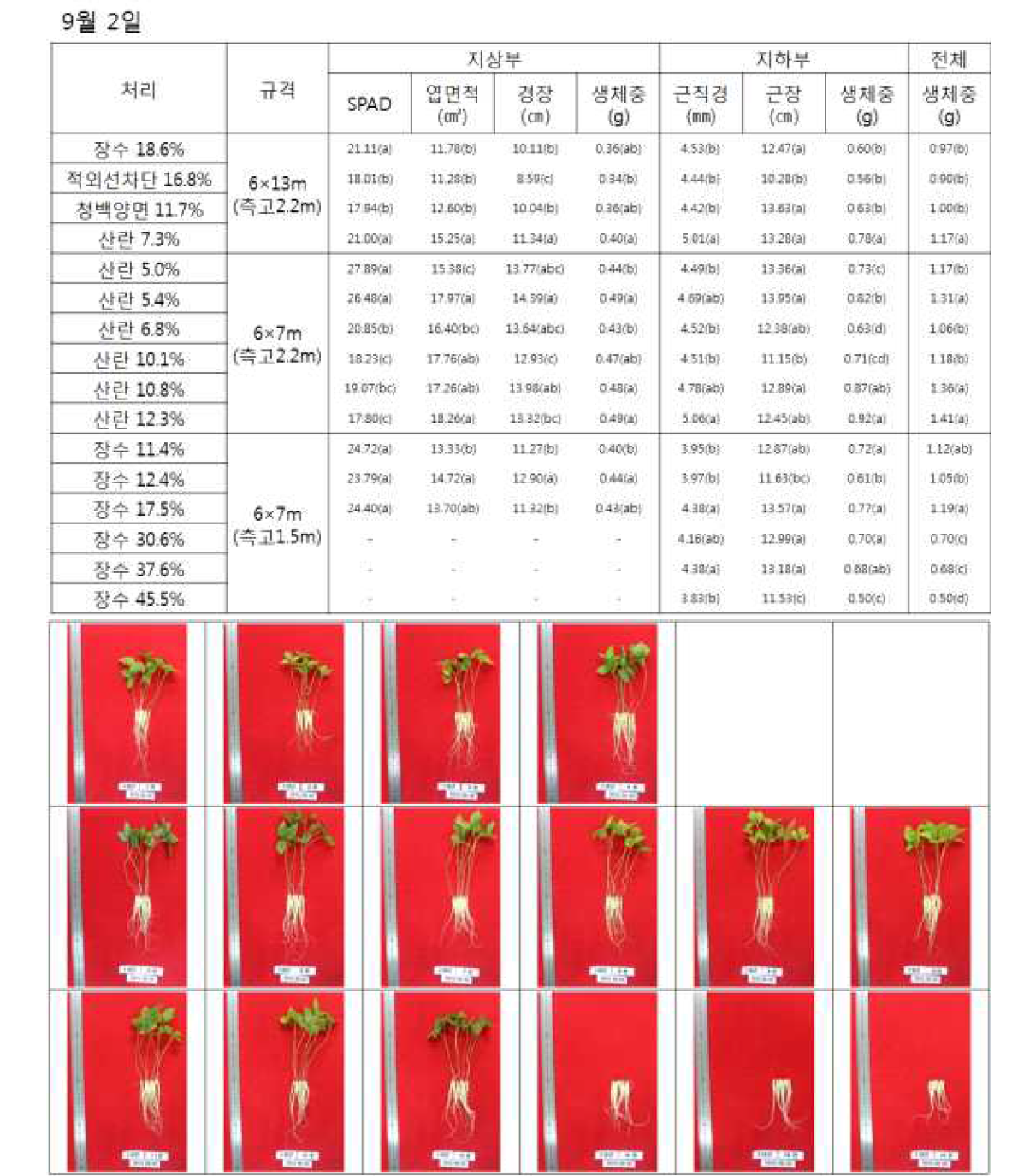 입모 후 약 150일(파종 후 160일)된 묘삼의 생육 분석