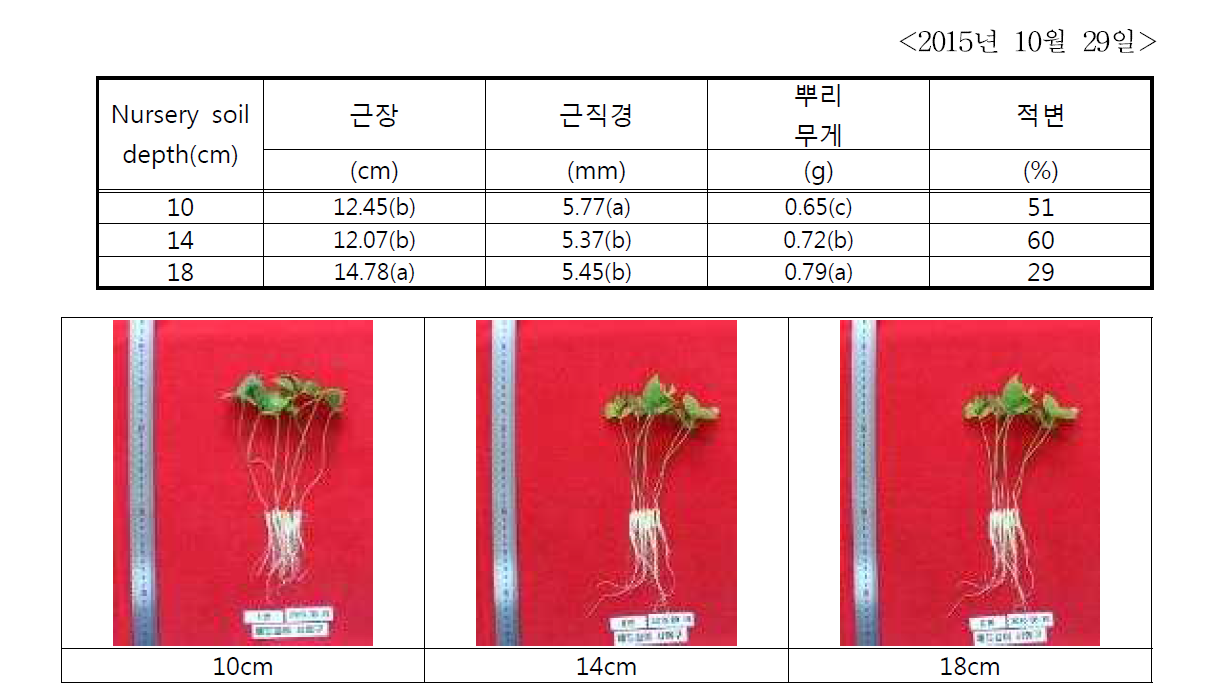 상토 깊이에 따른 묘삼의 생육조사(최종)