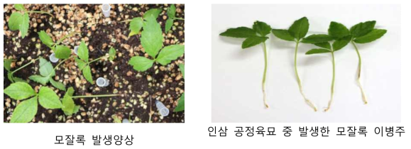 인삼 공정육묘 중 발생한 뿌리 소실에 따른 모잘록 이병주