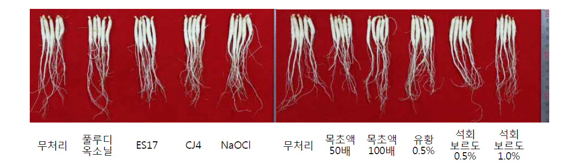 봄 파종 전 종자 소독제 처리가 묘삼의 지하부 생육에 미치는 영향