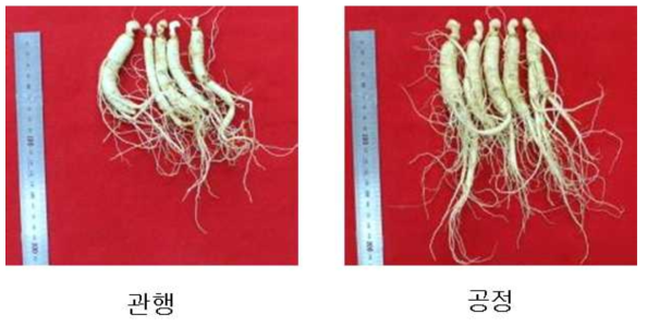 공정묘삼과 관행묘삼 이식 후 3년생 인삼 사진(2016)