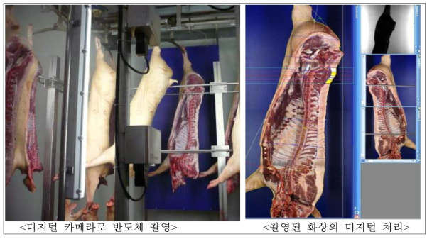 돼지등급 자동 측정기(VCS2000) 활용하는 시스템