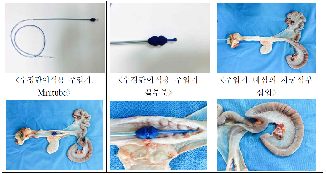 수정란이식용 주입기 내심의 자궁경 통과 및 수정란 이식위치 삽입