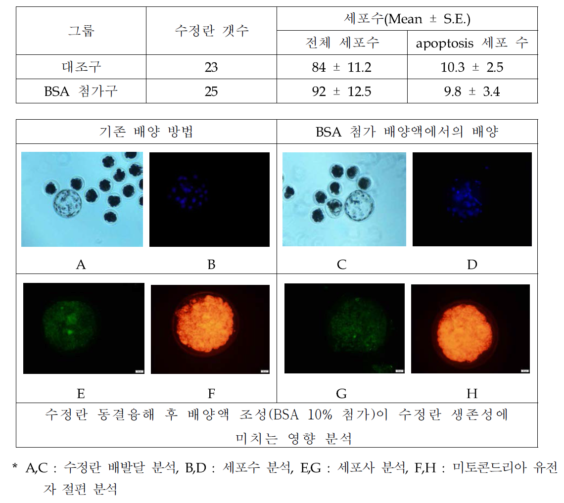 수정란 동결융해 후 배양액 조성(BSA 10% 첨가)이 수정란 생존에 미치는 영향