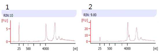 벼메뚜기 RNA sample QC 결과