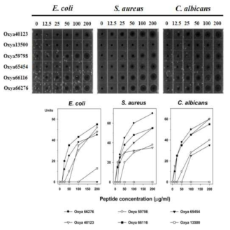 선별된 펩타이드에 대한 농도 의존적 항균 및 항진균 활성 확인