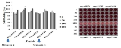 선별된 펩타이드에 대한 Raw264.7 세포에서 세포생존율 확인