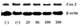 peptide 24의 COX-2 단백질 발현 감소 확인