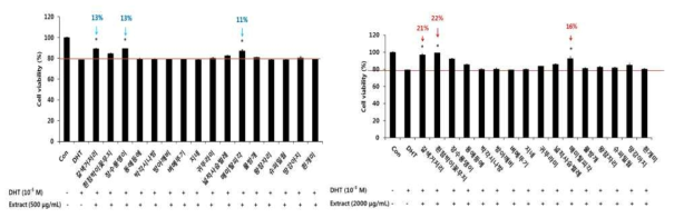 모유두세포에 DHT와 저농도(좌) 및 고농도 곤충 추출물(우)과 동시 처리 시 세포 생장률 확인