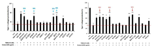 섬유아세포에 tolbutamide와 저농도(좌) 및 고농도 추출물(우) 처리 시 type 1 collagen 생성 회복 확인