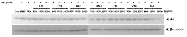 모유두세포에 DHT와 곤충 추출물 동시 처리 시 AR의 단백질 발현 억제 확인 TM: 갈색거저리, PB: 흰점박이꽃무지, AD: 갈색거저리, HI: 동애등에, MO: 애매미탈피각, ZM: 슈퍼밀웜, CJ: 물방개