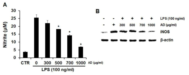 Raw 264.7 세포에 장수풍뎅이 추출물을처리하였을 때 NO 생성량(A)과 iNOS 발현(B) 측정