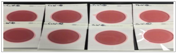 천연발효식초 첨가 고다치즈 E. coli/Coliform 분석 결과