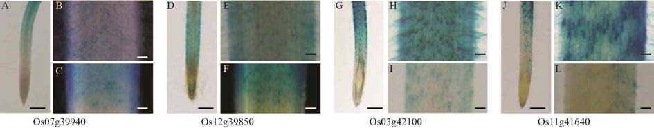 뿌리 우세한 발현을 보이는 4 개 유전자에 대한 GUS 발현 양상