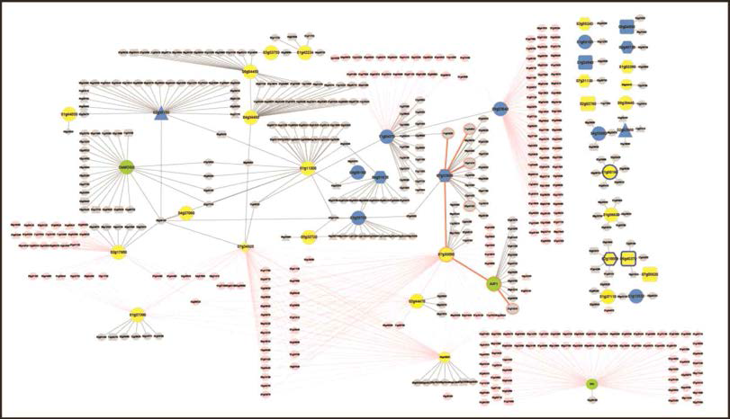 뿌리털에서 우세한 발현을 보인 유전자들의 co-expression network 구축