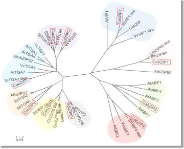 Phylogenetic tree of CabZIPs