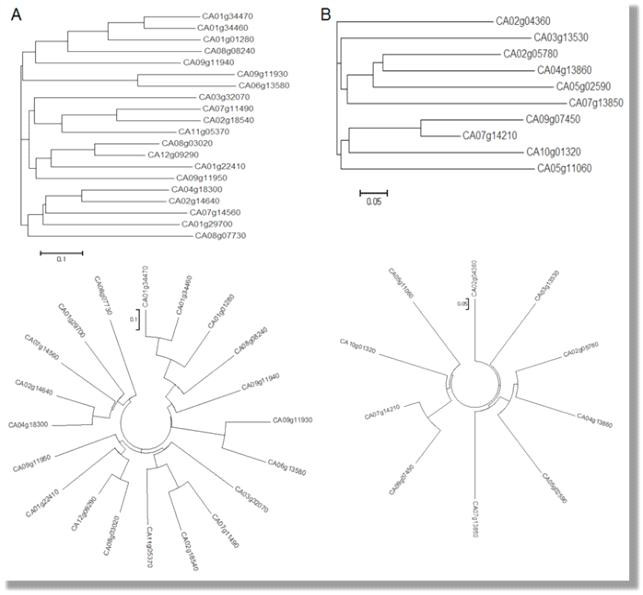 Phylogenetic tree of CaWRKYs (A) and CaERFs (B)