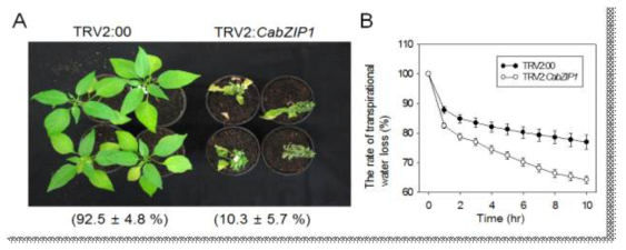 Decreased tolerance of CabZ IP1-silenced pepper to drought stress