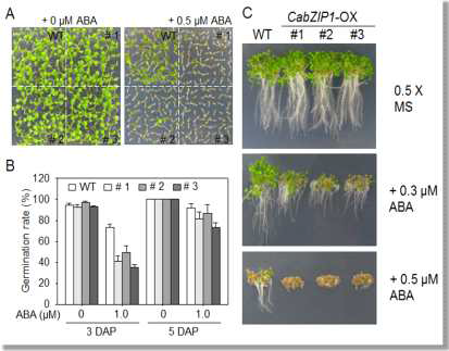 Enhanced sensitivity of the CabZIP1-OX plants to ABA