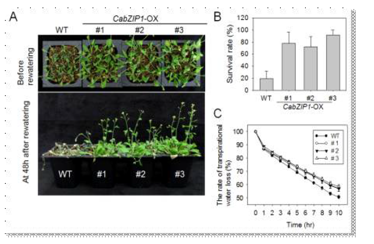 Enhanced tolerance of the CabZIP1-OX plants to drought stress